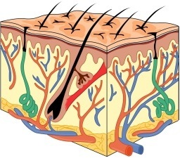 struttura pelle
