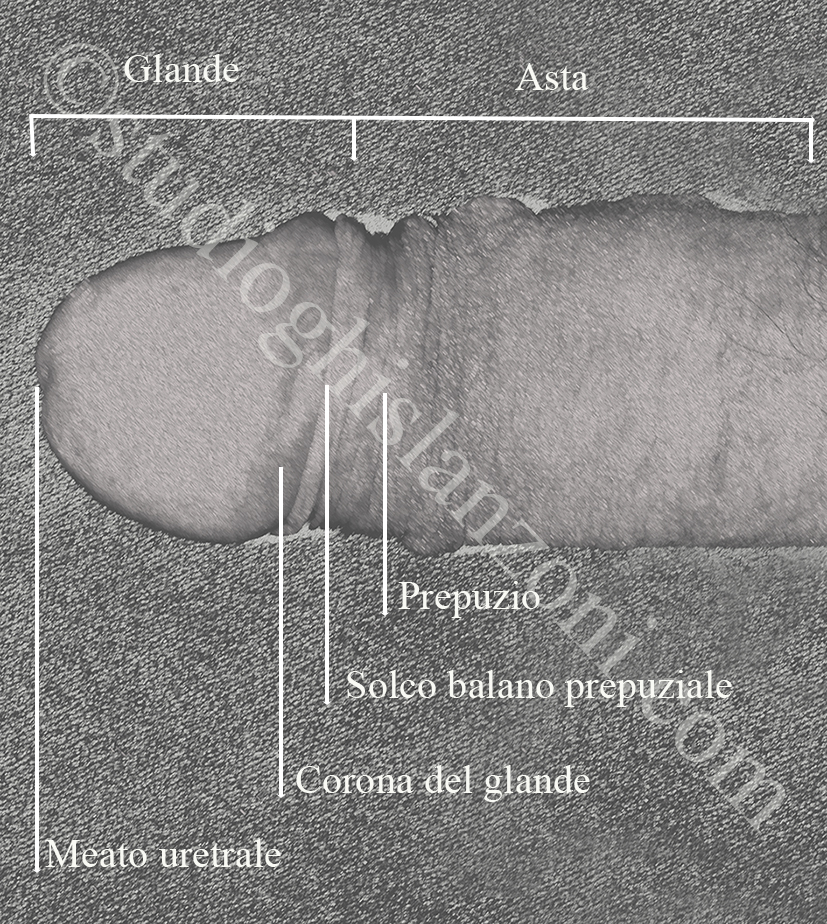 Peniscopia: il Pene.jpg